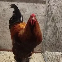 خروس برهما بلو پاتریج