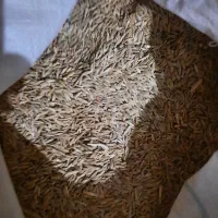 جودیم بهاره