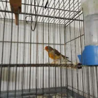 سره قناری دهن لر