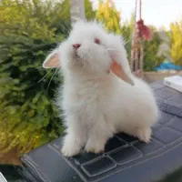 خرگوش لوپ بالغ