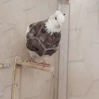 کبوتر طوقی شکلاتی