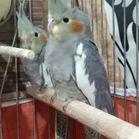 جوجه عروس هلندی