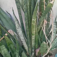 کاکتوس شاخ گوزنی و برگ