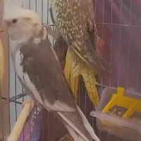 یک جفت عروس هلندی مولد