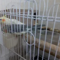 عروس هلندی