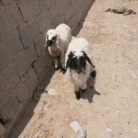 جفت بره نر چاق