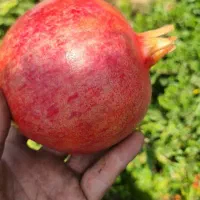 فروش انار عمده