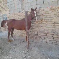 کره نریان