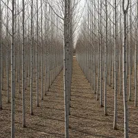 نهال صنوبرنیگرا با تضمین اصالت