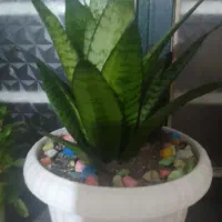 گُل‌سانسوریا‌،پا‌کوتاه خانگی