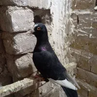 کفتر|پرنده|قم, آذر (نکویی)|دیوار
