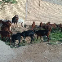 22تا بز با 25تا بزغاله