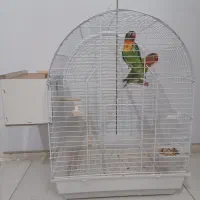 ۱ جفت طوطی برزیلی بهمراه قفس و لونه