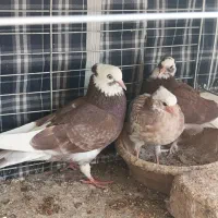 کفتر|پرنده|مشکیندشت, |دیوار