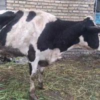 گاو هولشتاین گوشتی قیمت 130 مقطوع