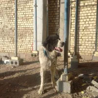 سگ قدرجونی نر|سگ|خمینیشهر, |دیوار