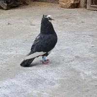 قارا خال ماده