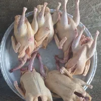 بوقلمون و اردک اسرائیلی|حیوانات مزرعه|تالش, هشتپر|دیوار