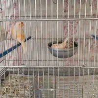 قناری|پرنده|اراک, |دیوار