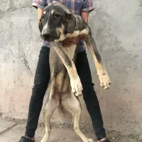 توله ماده عراقی