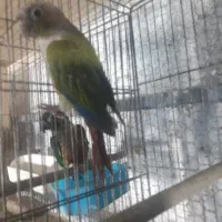 گرینچیک نر با تست فقط ۲۸۰۰|پرنده|بابل, |دیوار