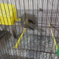 کفتر عروس هلندی کوتوله مرغ عشق فنج|پرنده|یزد, |دیوار