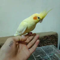 عروس هلندی سخنگو|پرنده|آبیک, |دیوار