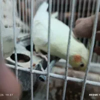 تعدادی کبوتر نر وماده وعروس هلندی ماده لوس