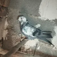 نر سوسکی