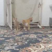 واگذاری بچه گربه