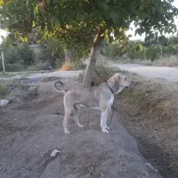 سگ پژدر ۱۰ ماهه