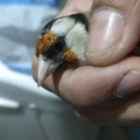 سهره رام و جوجه قفس