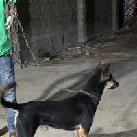 فروشی|سگ|اهواز, کوی طلاب|دیوار