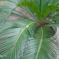 گل سیگاس نر|گل و گیاه طبیعی|رشت, نظری|دیوار