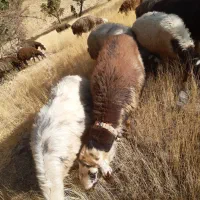 یک رس چوق پلنگی