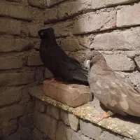 جفت ابادانی