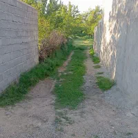 فروش-باغ-ریشه-دار