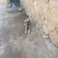توله سگ چهار ماهه