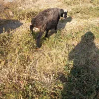 فروش ۷راس میش و بره|حیوانات مزرعه|پاسارگاد, |دیوار