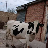 گاو آبستن سنگین