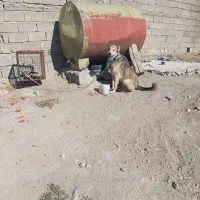 سگ سرابی گله ای