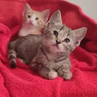 بچه گربه دختر سه ماهه