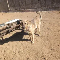 توله پژدر|سگ|شازند, |دیوار