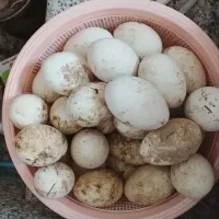 تخم غاز نطفه دار