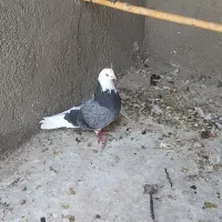 کبوتر نر ابلق سبز