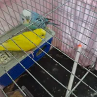 طوطی برزیلی دستی|پرنده|پاکدشت, پاکدشت (مامازند)|دیوار