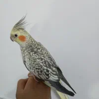 عروس هلندی ماده مینیاتوری ۱۵ ماهه مست مست سخنگو|پرنده|مرند, |دیوار