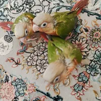 جوجه سرلاکی نزدیک به نرمخوری گیرنچیک