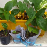 گل پتوس سبز و زعفرونی