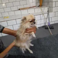 واگذاری سگ|سگ|کارون, |دیوار